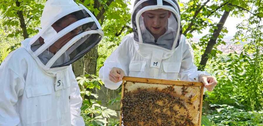 Nos collégiens apprentis apiculteurs