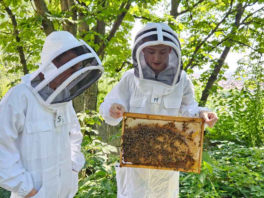 Nos collégiens apprentis apiculteurs
